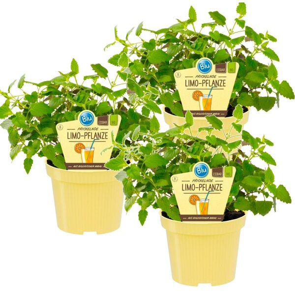 Bio Limo-Pflanze (Agastache mexicana), je im 12cm Topf, 3 Pflanzen im Set