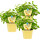 Bio Limo-Pflanze (Agastache mexicana), je im 12cm Topf, 3 Pflanzen im Set