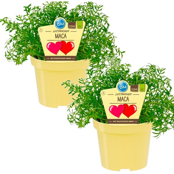 Bio Lustmacher Maca (Lepidium peruvianum), je im 12cm Topf, 2 Pflanzen im Set