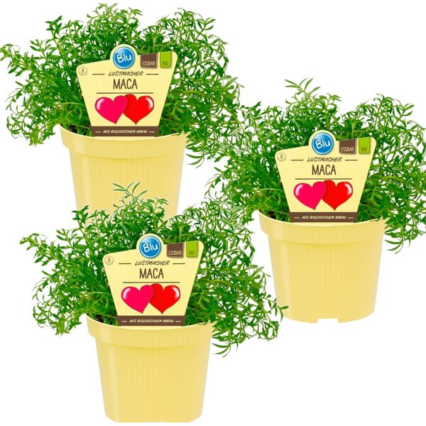 Bio Lustmacher Maca (Lepidium peruvianum), je im 12cm Topf, 3 Pflanzen im Set
