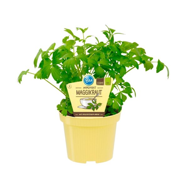 Bio Maggikraut, Liebstöckl (Levisticum officinale) im 12cm Topf
