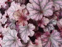 Purpurgl&ouml;ckchen (Heuchera), Sorte: Blackberry Jam, im 12cm Topf