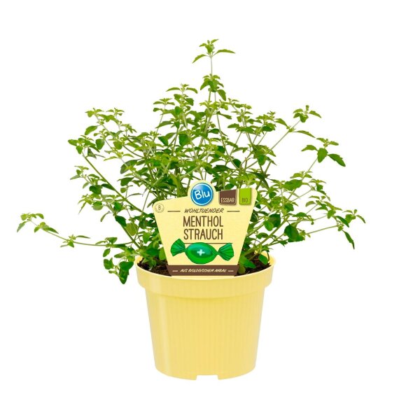 Bio Mentholstrauch (Prostanthera rotundifolia), im 12cm Topf