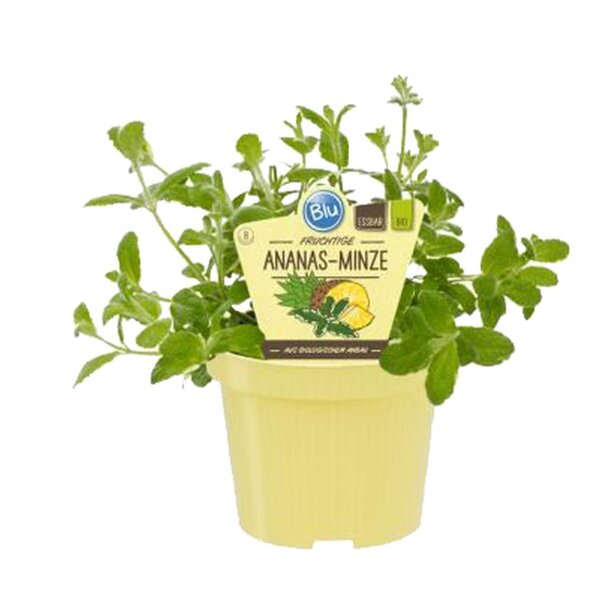 Bio Minze Ananas-Minze (Mentha suaveolens variegata), im 12cm Topf
