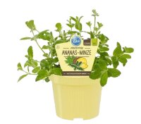 Bio Minze Ananas-Minze (Mentha suaveolens variegata), im...