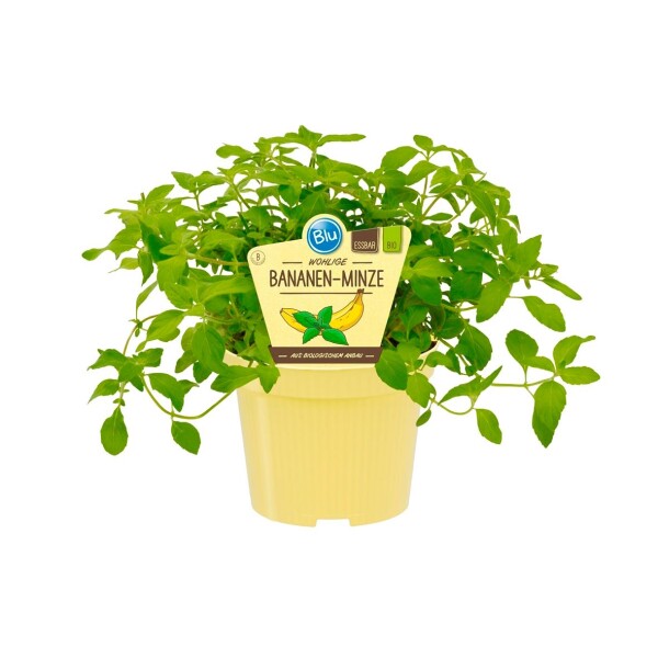 Bio Minze Bananen-Minze, (Mentha arvensis), im 12cm Topf