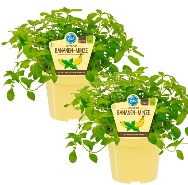 Bio Minze Bananen-Minze, (Mentha arvensis), je im 12cm Topf, 2 Pflanzen im Set