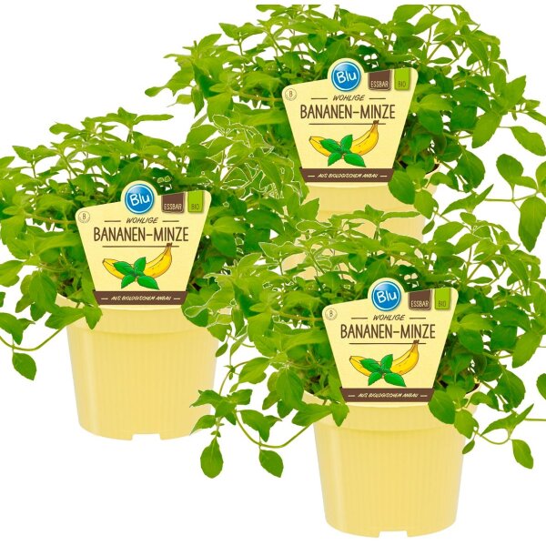 Bio Minze Bananen-Minze, (Mentha arvensis), je im 12cm Topf, 3 Pflanzen im Set