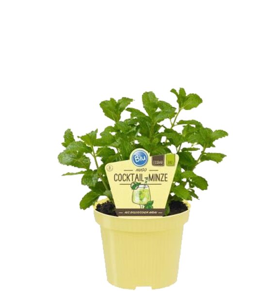 Bio Minze Hugo-Cocktail-Minze (Mentha spicata) im 12cm Topf