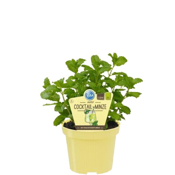 Bio Minze Hugo-Cocktail-Minze (Mentha spicata) im 12cm Topf