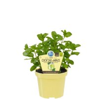 Bio Minze Hugo-Cocktail-Minze (Mentha spicata) im 12cm Topf