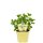 Bio Minze Hugo-Cocktail-Minze (Mentha spicata) im 12cm Topf