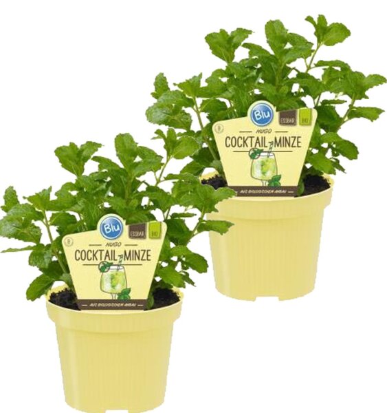 Bio Minze Hugo-Cocktail-Minze (Mentha spicata), je im 12cm Topf, 2 Pflanzen im Set