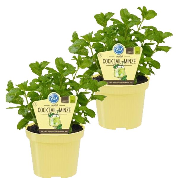 Bio Minze Hugo-Cocktail-Minze (Mentha spicata), je im 12cm Topf, 2 Pflanzen im Set