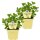 Bio Minze Hugo-Cocktail-Minze (Mentha spicata), je im 12cm Topf, 2 Pflanzen im Set