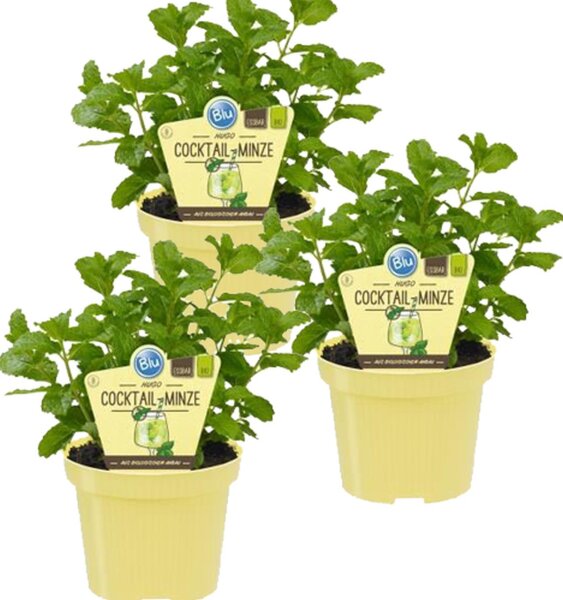 Bio Minze Hugo-Cocktail-Minze (Mentha spicata), je im 12cm Topf, 3 Pflanzen im Set