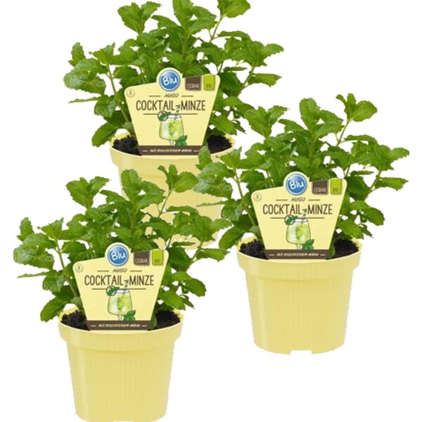 Bio Minze Hugo-Cocktail-Minze (Mentha spicata), je im 12cm Topf, 3 Pflanzen im Set
