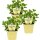Bio Minze Hugo-Cocktail-Minze (Mentha spicata), je im 12cm Topf, 3 Pflanzen im Set