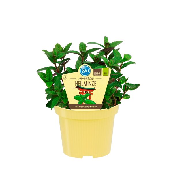 Bio Minze Japanische Heilminze (Mentha arvensis x spicata), im 12 cm Topf