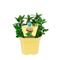 Bio Minze Japanische Heilminze (Mentha arvensis x...