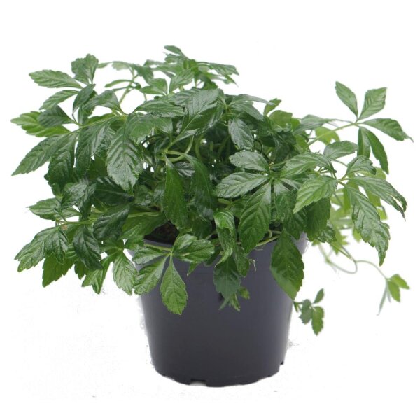 Kraut der Unsterblichkeit (Jiaogulan)