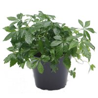 Kraut der Unsterblichkeit (Jiaogulan)