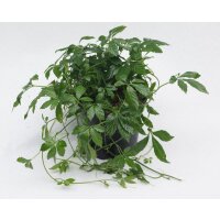 Kraut der Unsterblichkeit (Jiaogulan)