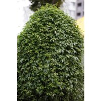 Kraut der Unsterblichkeit (Jiaogulan)