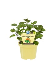 Bio Minze Mandarinen-Minze (Mentha x piperita), im 12cm Topf