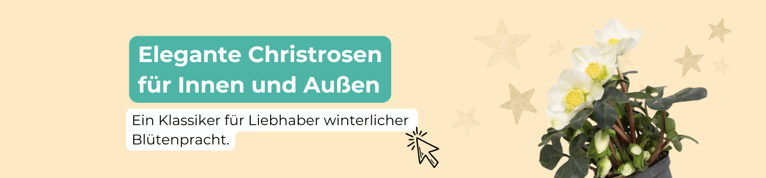 WinterChristrosen.png